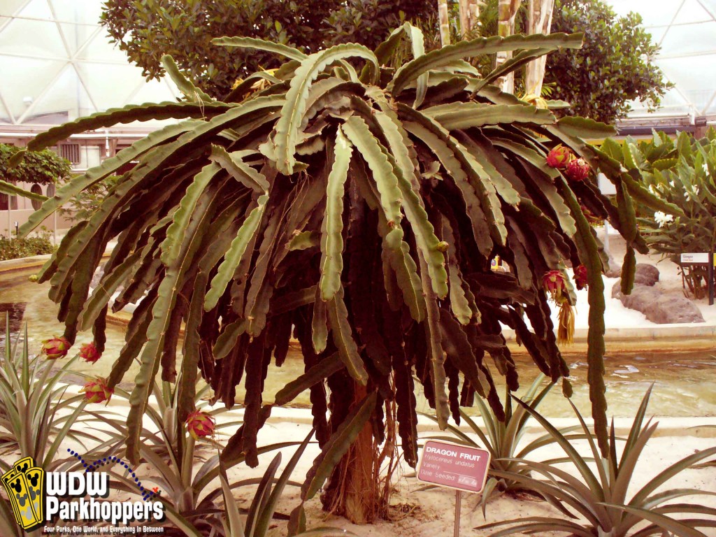 Dragon Fruit plant at the Bhind the Seeds Tour`