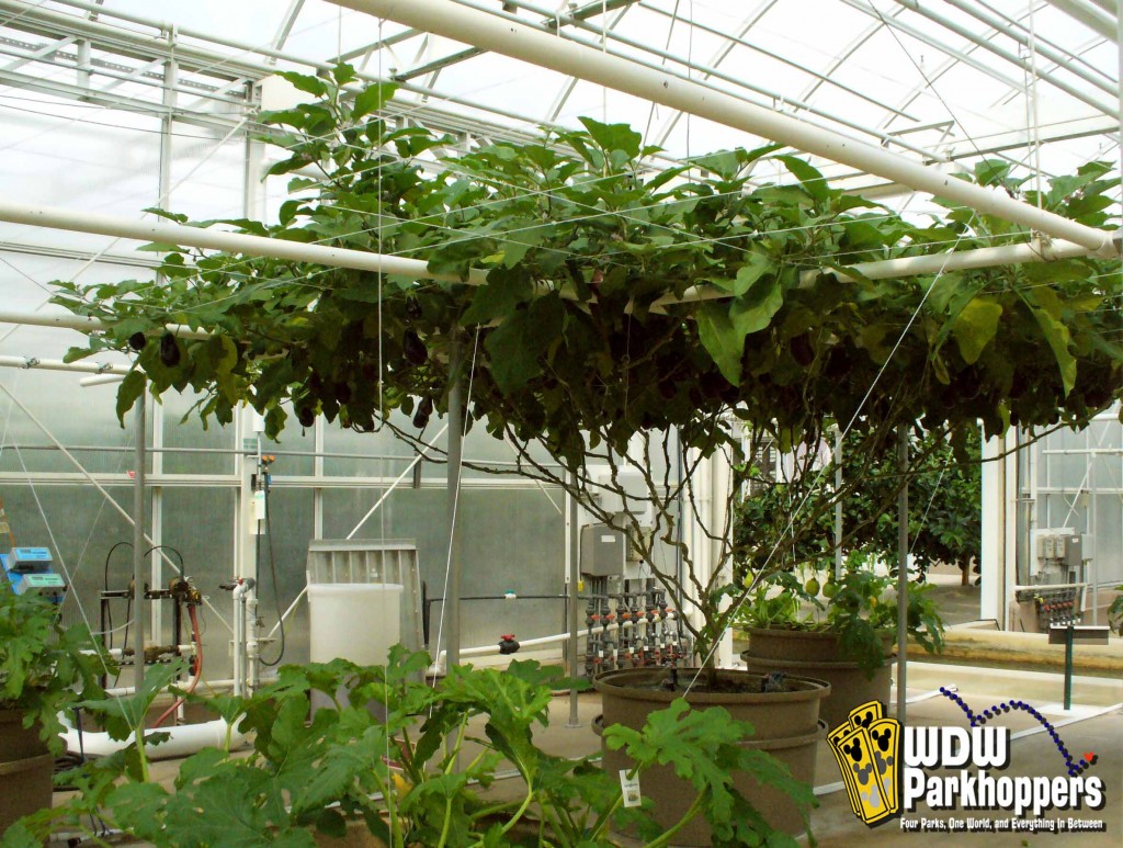 Largest tomato plant in the world at the Behind the Seeds Tour
